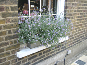 Growing in Window Box