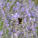 Lavender Harvest 2017