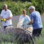 Lavender Harvest 2017