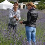 Lavender Harvest 2017