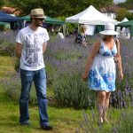 Lavender Harvest 2017