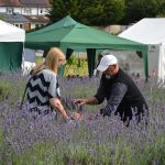 Lavender Harvest 2017