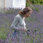 Lavender Harvest 2017