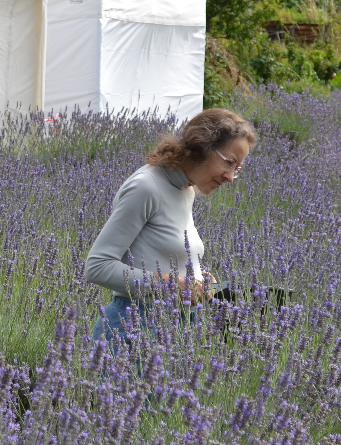 Lavender Harvest 2017