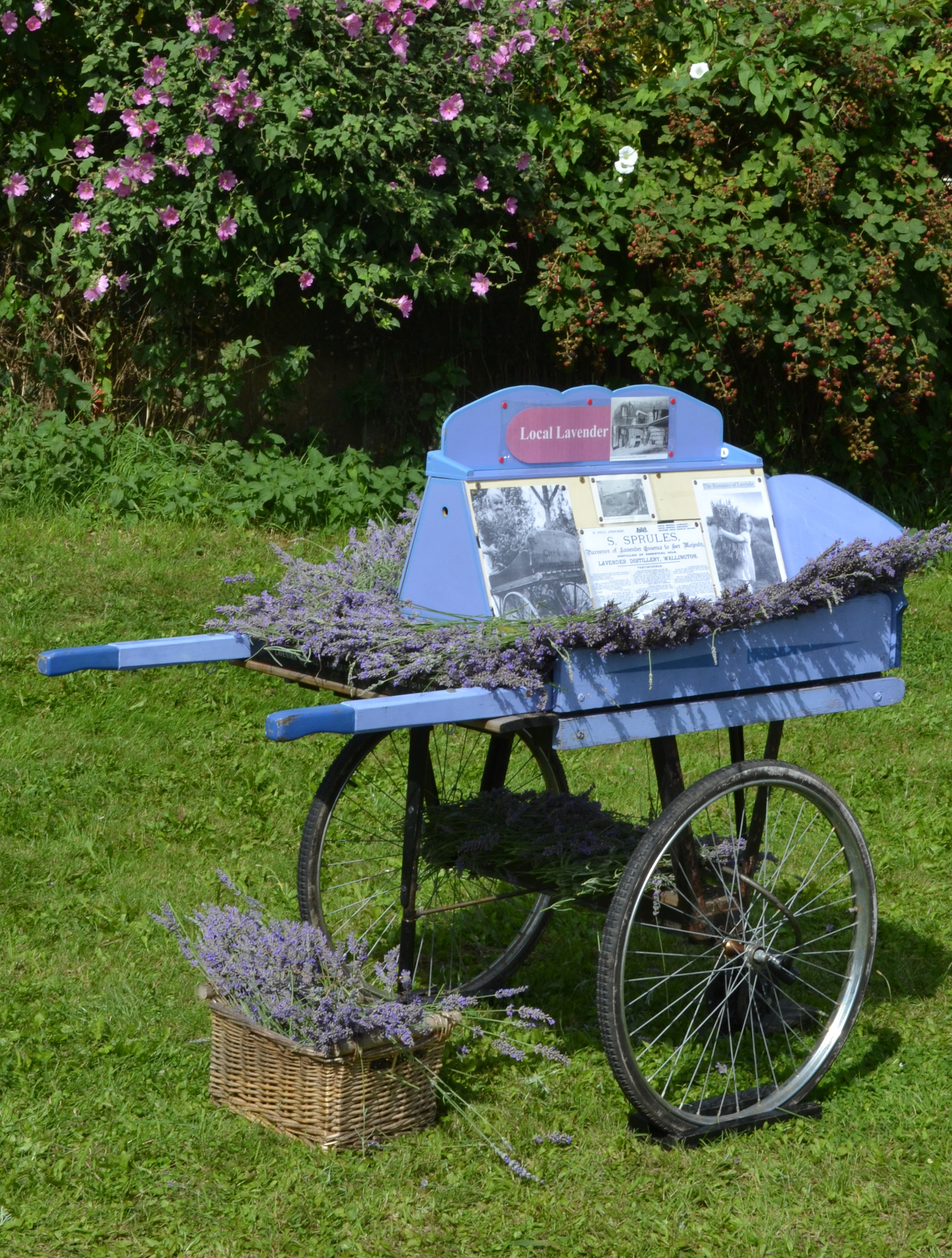 Lavender Harvest 2017