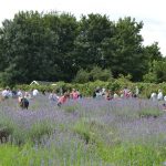 Lavender Harvest 2017