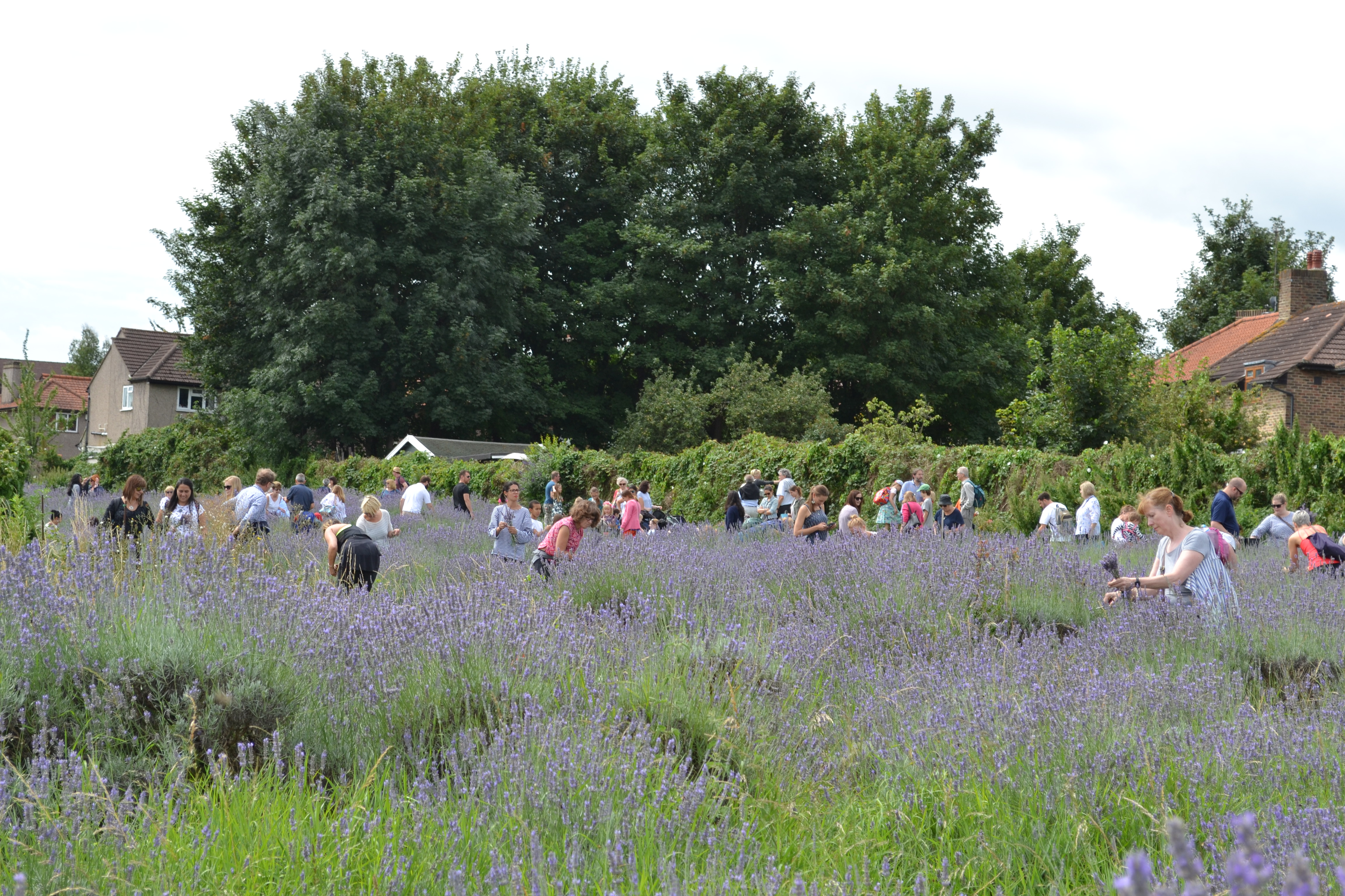 Lavender Harvest 2017