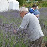 Lavender Harvest 2017