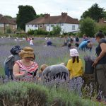 Lavender Harvest 2017
