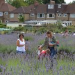 Lavender Harvest 2017