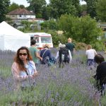 Lavender Harvest 2017