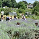 Lavender Harvest 2017