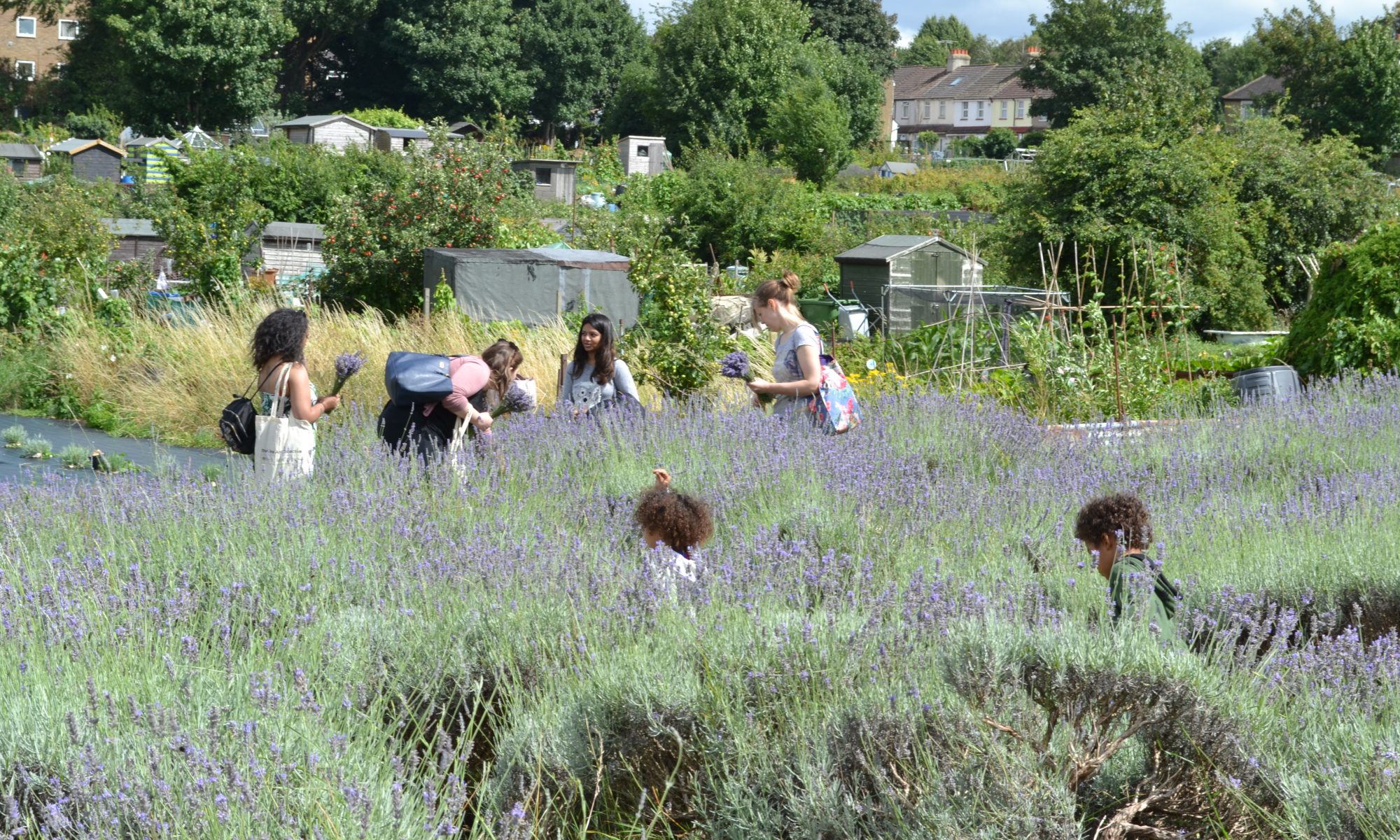 About Carshalton Lavender