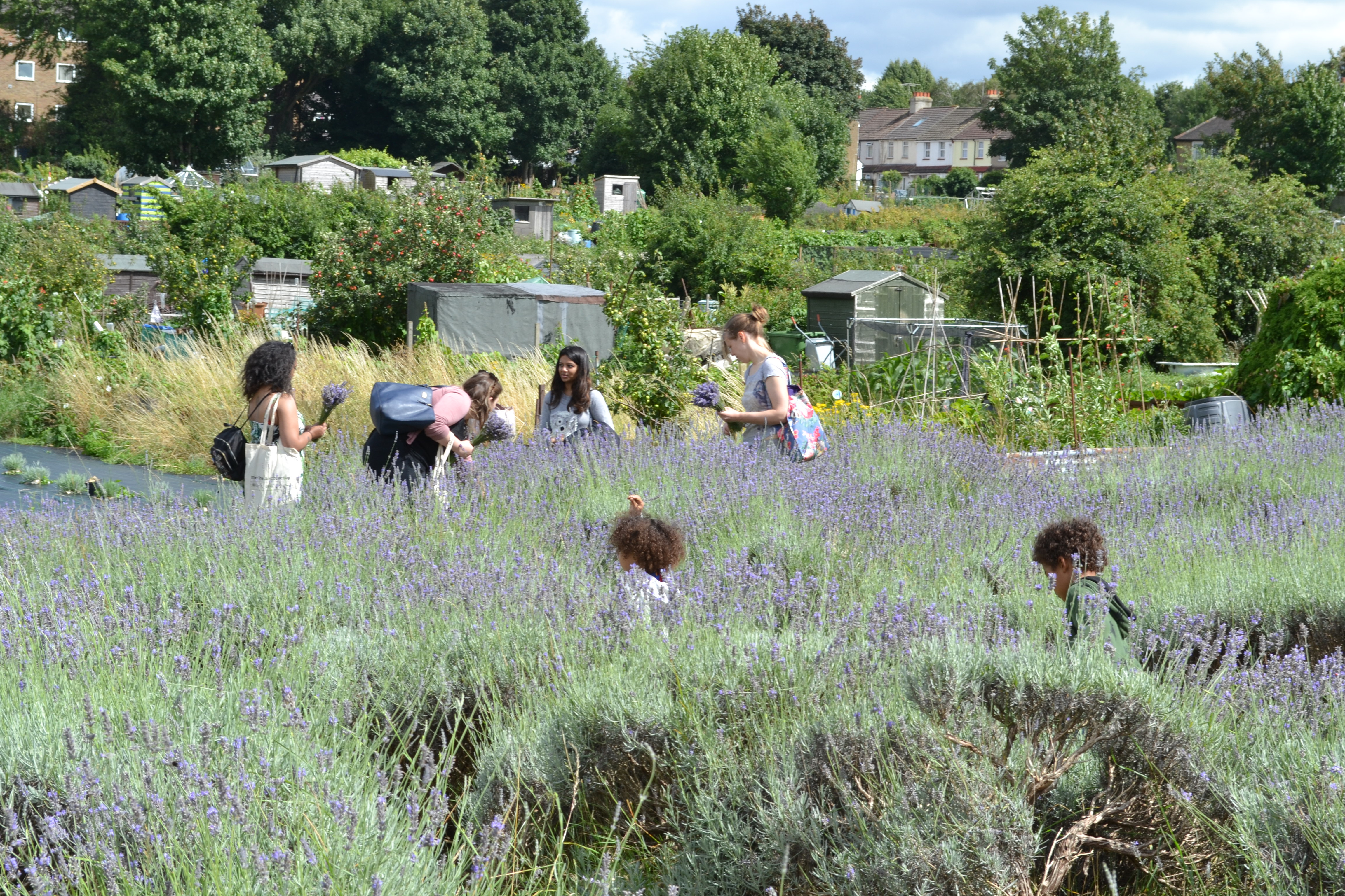 Lavender Harvest 2017