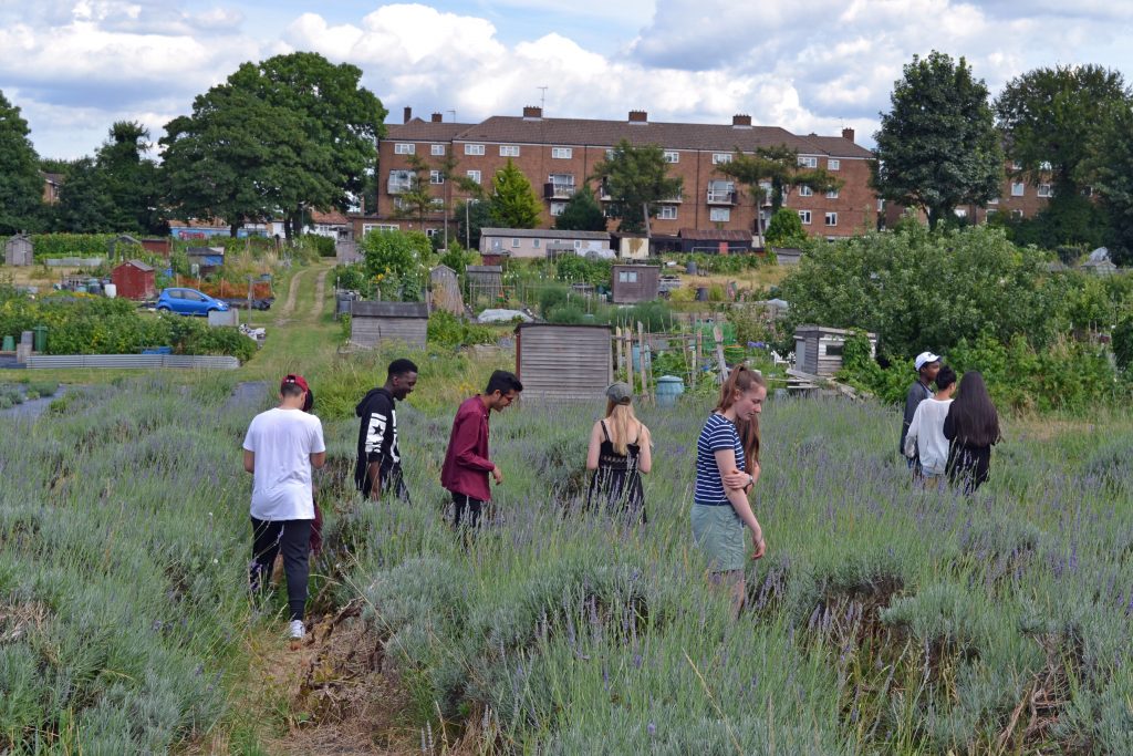 Volunteering Carshalton Lavender