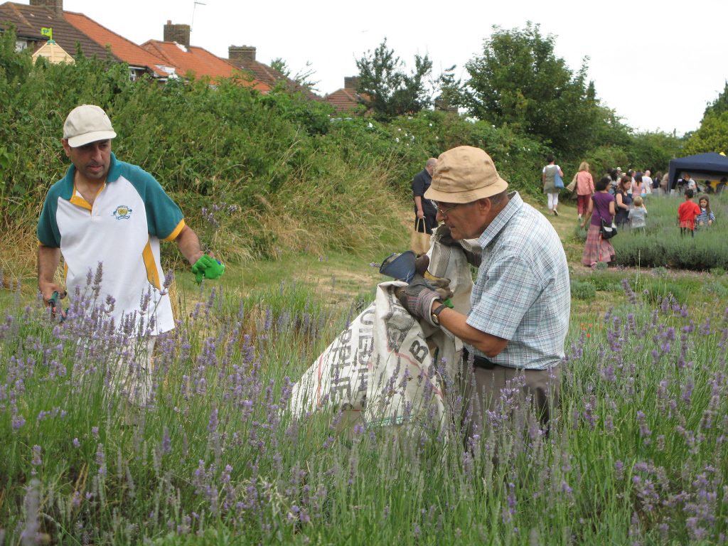 Volunteers Carshalton Lavender