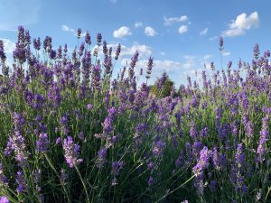 Carshalton Lavender 2020