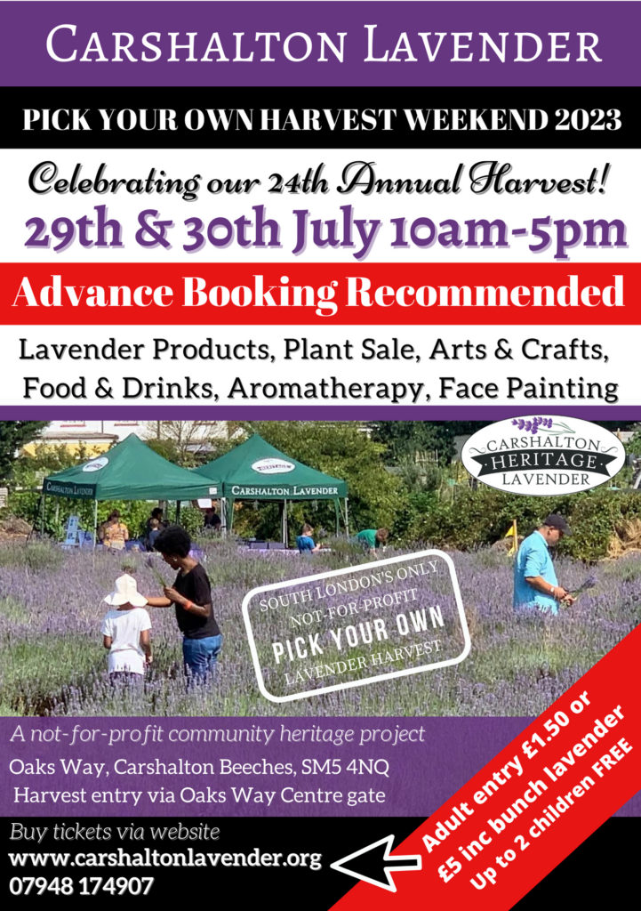 Carshalton Lavender Pick Your Own Harvest
